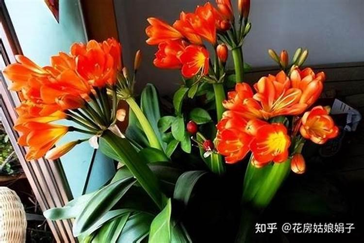 钾氮磷肥的作用