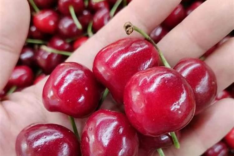 樱桃树一般用哪些肥料最好？为什么呢？