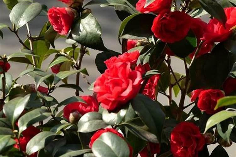 茶花施什么肥最好