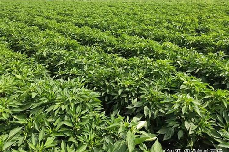 用什么方式能让野苋菜长得更嫩？