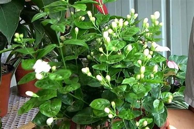 茉莉花四季怎么施肥