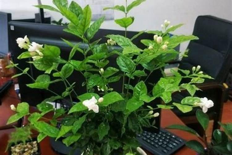 茉莉花怎么施肥