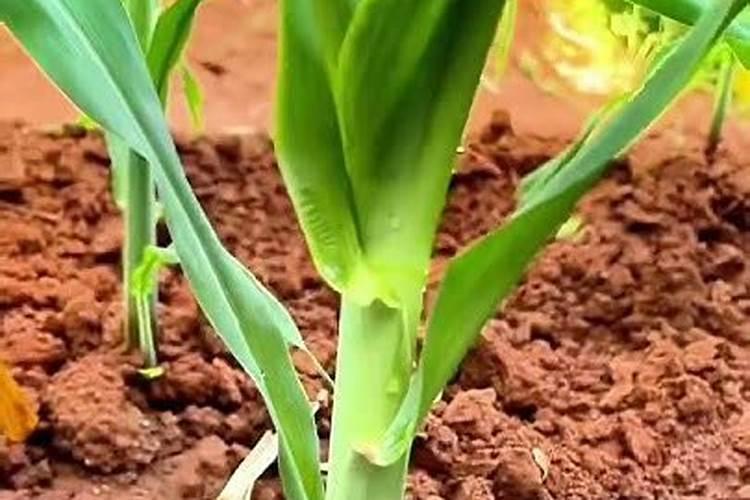 玉米叶面肥什么时间打最合适
