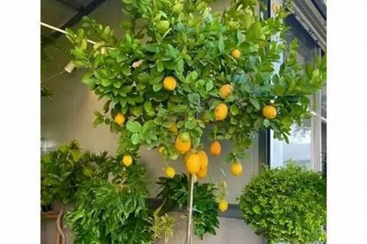 在柠檬树开花的时候,可以用磷酸二氢钾做肥料吗？