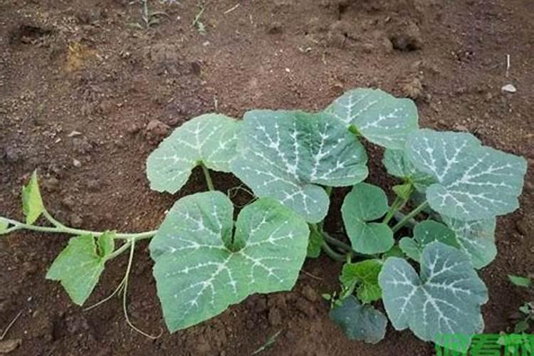 目前市场主流水溶性肥料品牌有哪些？