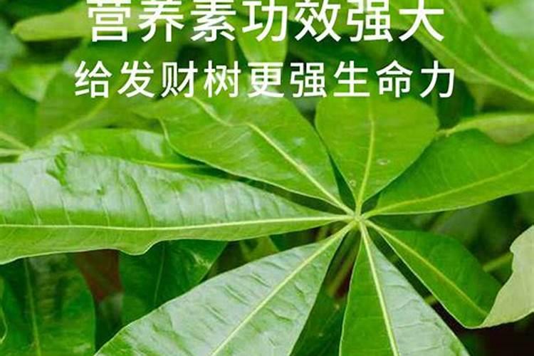 虎皮兰不生长停止生长了怎么办