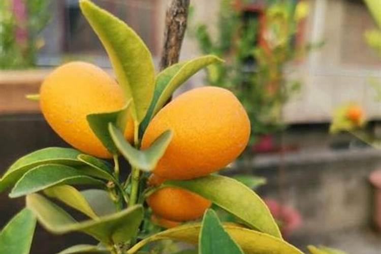 绿宝多长时间浇一次水