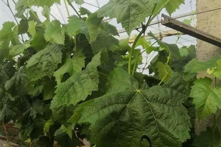 白菜一亩地种多少颗