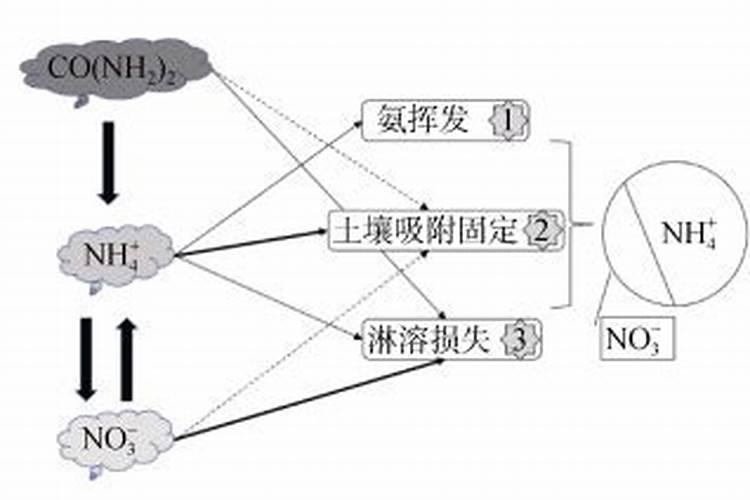 上海有几个大葱基地