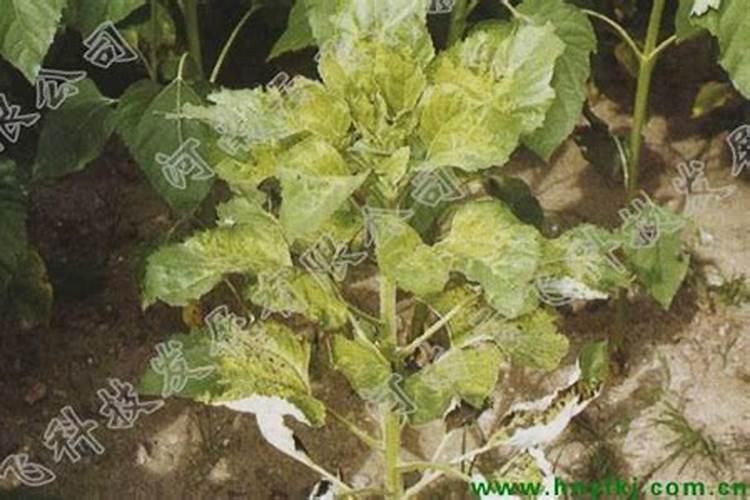 玉米面可以做有机肥吗？