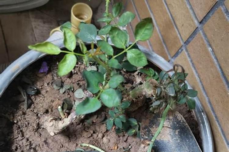 豌豆苗在土里怎样种植