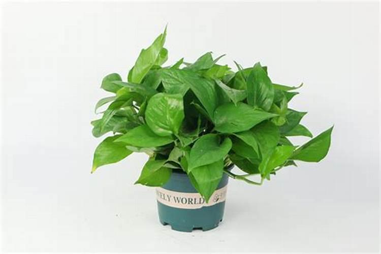 克苏鲁卓越青炎图尔兹查是什么