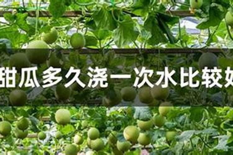 香瓜苗期用什么叶面肥好