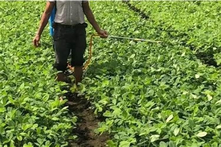 大蒜苗叶子发白？