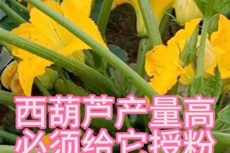 想要西葫芦提高坐果率,应该如何施肥呢？