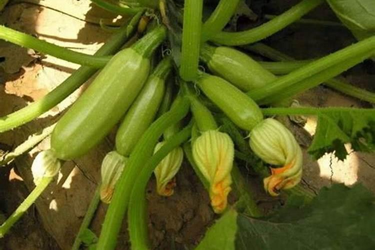 西葫芦露天种植怎么浇水施肥最好