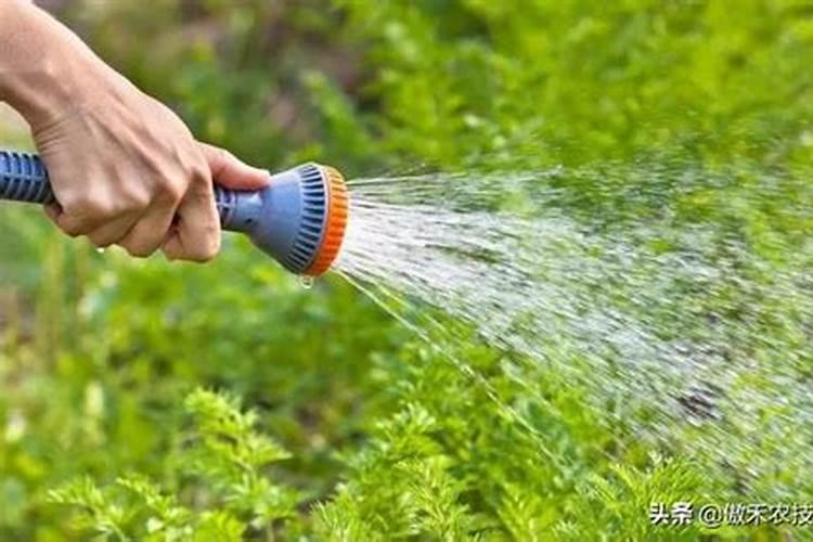 怎么给刚结果的黄瓜施肥和浇水？施什么肥比较好？