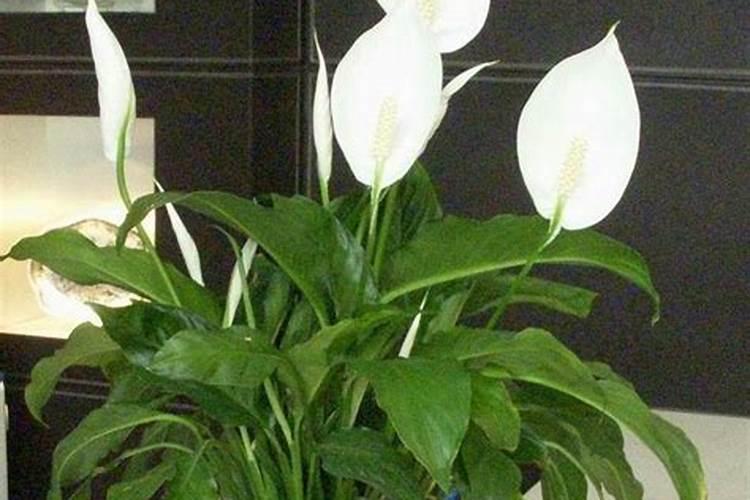 白掌蔫了怎么救活