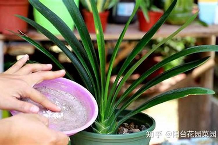 花换完盆多久浇水 花更换盆土后需等多长时间才可浇水