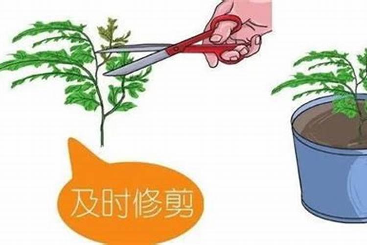 复合肥兑水几天浇一次、复合肥施肥后立即浇水吗