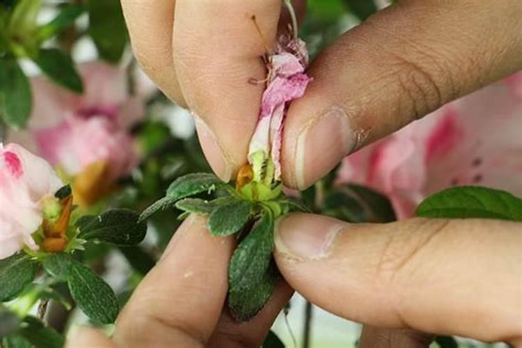 杜鹃花花蕾期能追肥吗
