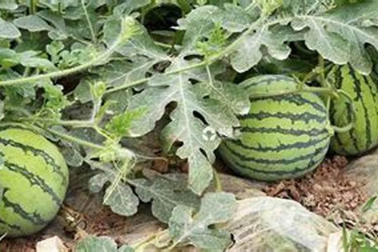 西瓜施肥的正确方法