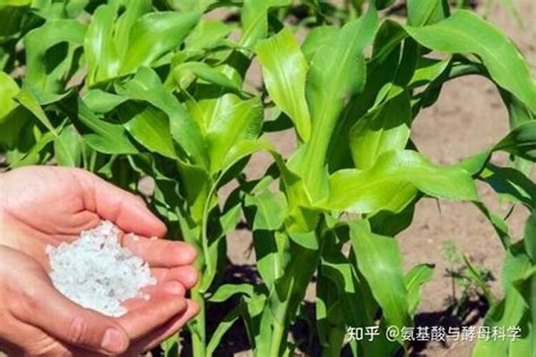 玉米追肥的正确方法(玉米苗期施肥应注意什么问题)