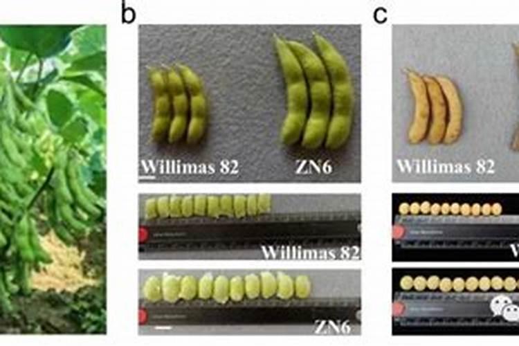 豆类蔬菜如何栽培？