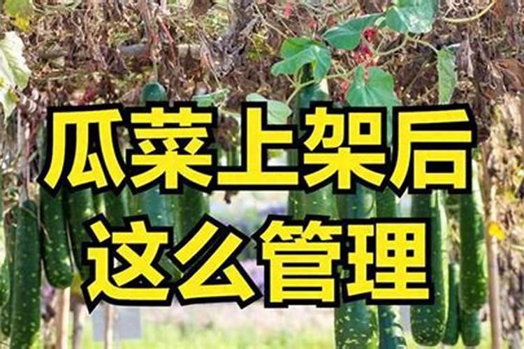 冬瓜什么期间喷磷酸二氢钾