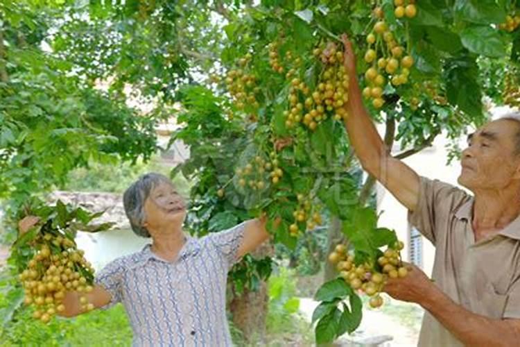 黄皮树施什么肥料最好
