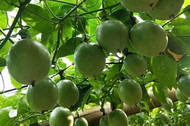 百香果开花时可以浇水施肥吗？