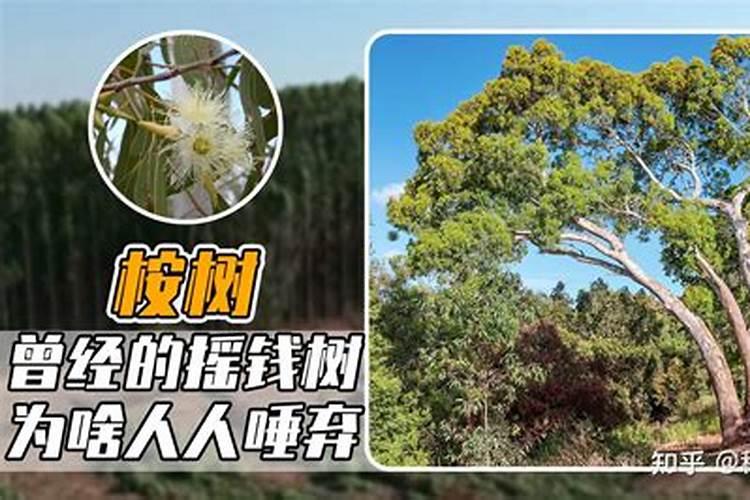 什么是速生胺？