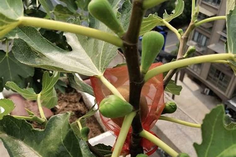 无花果树施什么肥合适