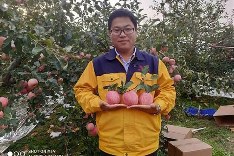 新栽果树树坑里怎样施底肥