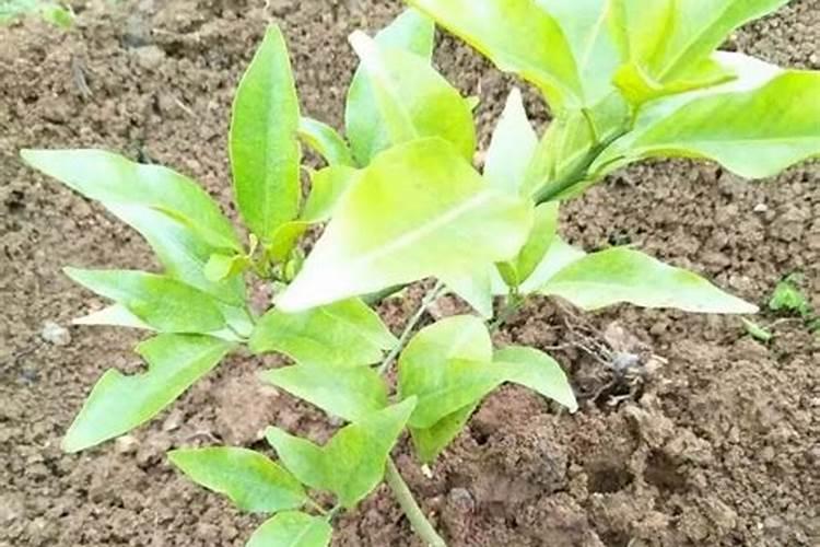 葡萄施钾肥时间和方法 提高产量的诀窍