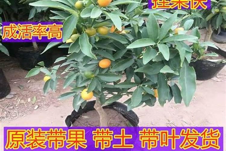 多肉喷过优芽素后几天能浇水？