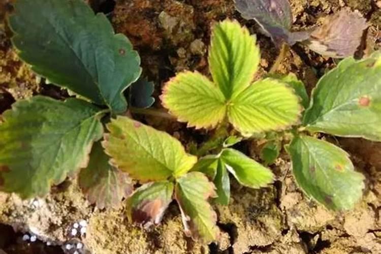 小区绿化草坪下什么肥怎样下