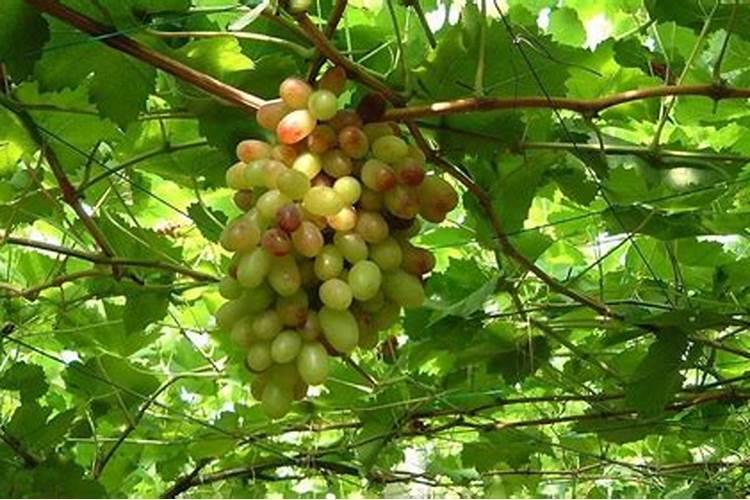 全国最大腐植酸生产厂家