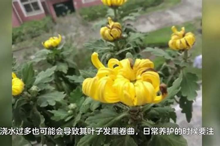 小菊花怎么养殖方法