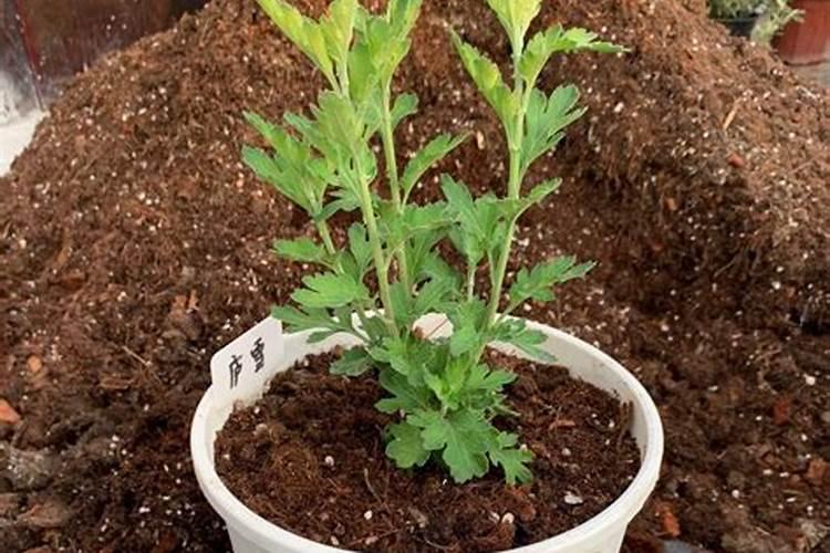 如何养菊花又矮又壮