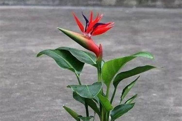 天堂鸟花怎么养才开花