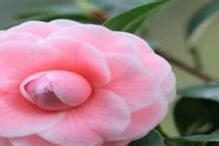 茶花树施什么肥料最好