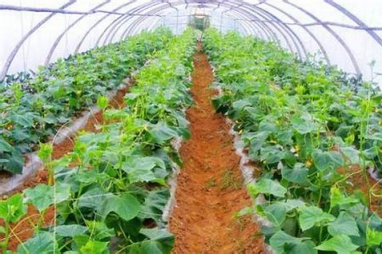 冬大棚芸豆定植后水肥管班技术