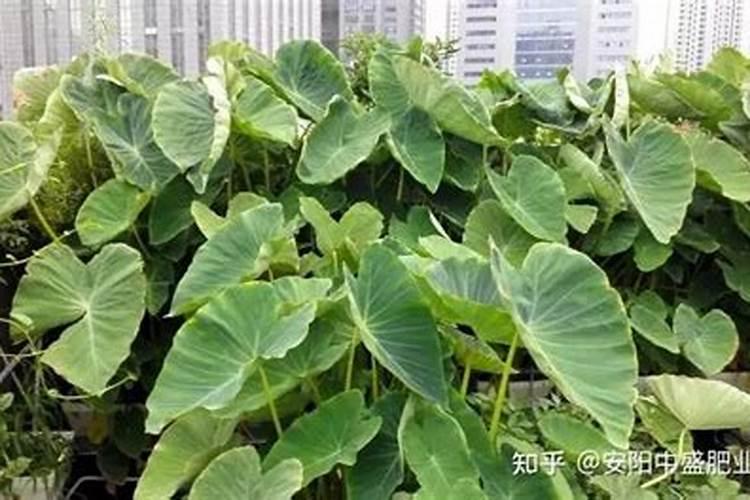 芋头冲什么肥料最好