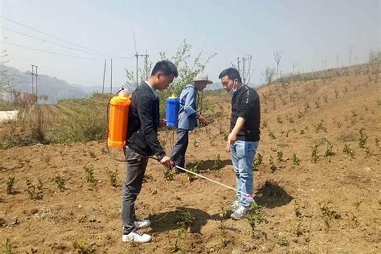 茶叶施什么肥好