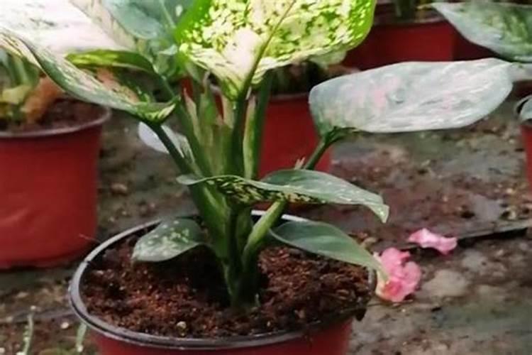 硫精粉未来三年价格走势