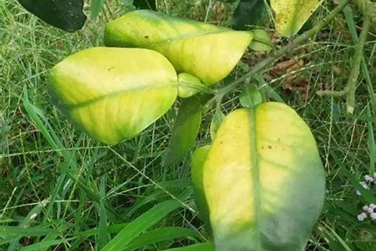 为什么说“氮”长叶子”磷“长果,“钾肥”不足长柴火!