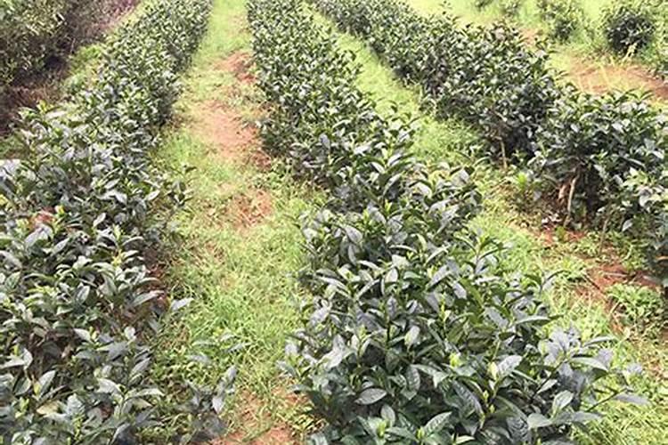 茶叶施什么肥料最好,茶树用什么肥料长得快？