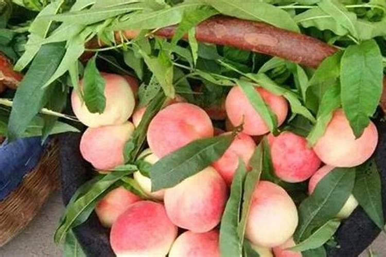 桃树什么时候用水溶肥最好