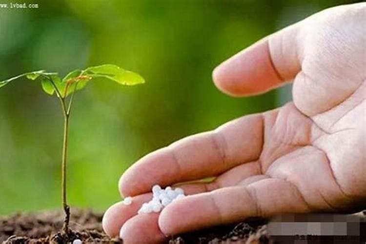 磷钾肥在植物生长中的作用分别是什么？